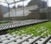Hydroponics system at Kebun Hidroponik Casafarm Lembang | GIA
