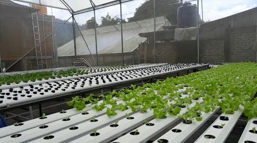 Hydroponics system at Kebun Hidroponik Casafarm Lembang | GIA