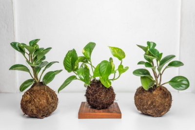 Kokedama in ornamental plants  | Archify Indonesia