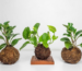 Kokedama in ornamental plants | Archify Indonesia