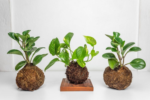 Kokedama in ornamental plants | Archify Indonesia